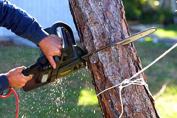 Professional Tree Care in Argentine, MI