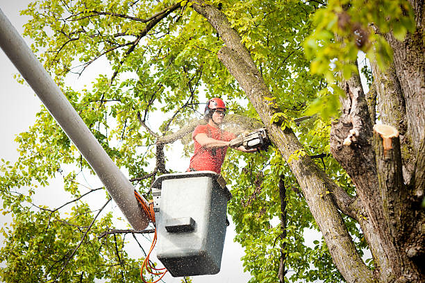 Best Tree Risk Assessment  in Argentine, MI